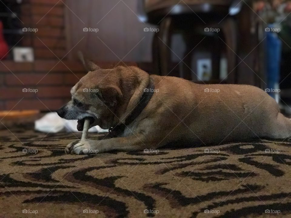 Dog, No Person, Mammal, Canine, One