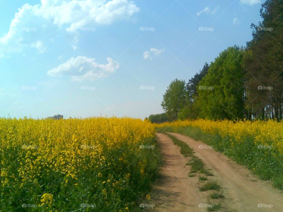 Dirt road in field of flowers