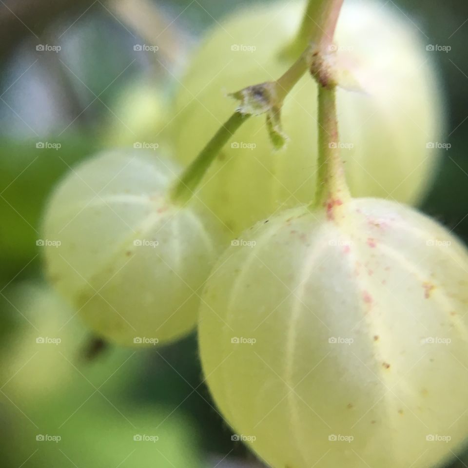 Green gooseberries