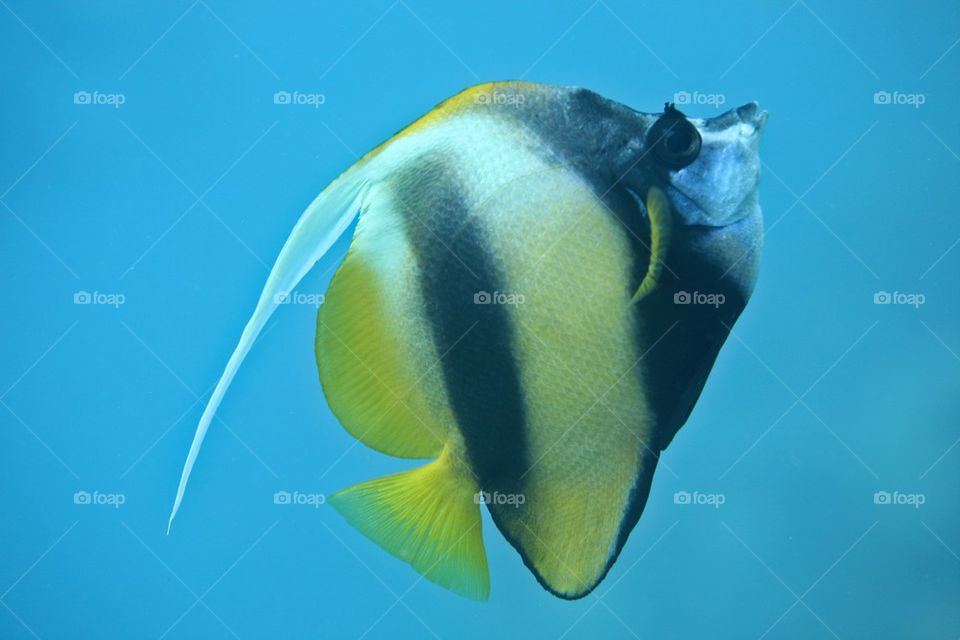 Pennant coralfish