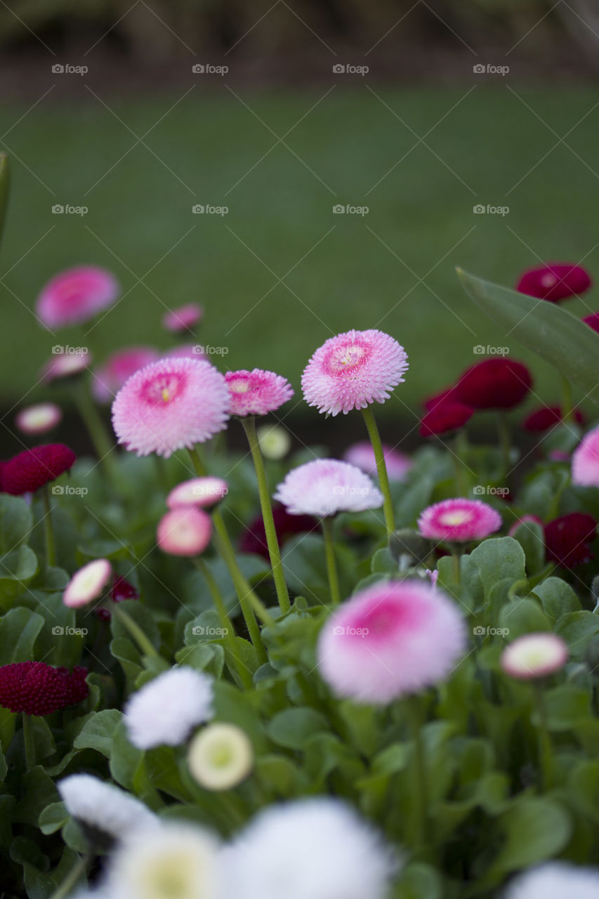 Coloured pompom dahlias 