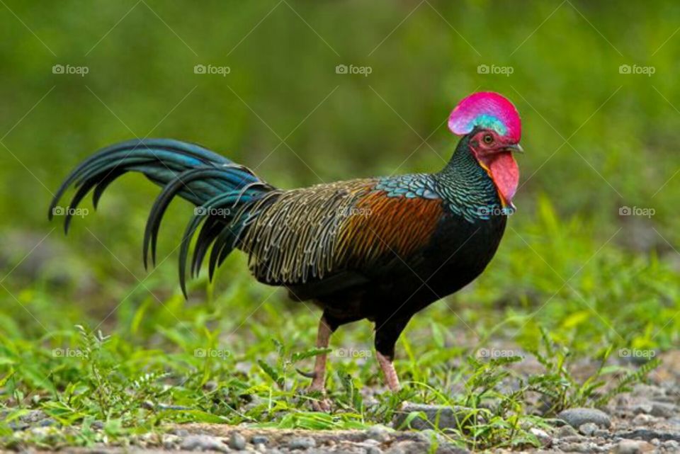 ornamental chicken