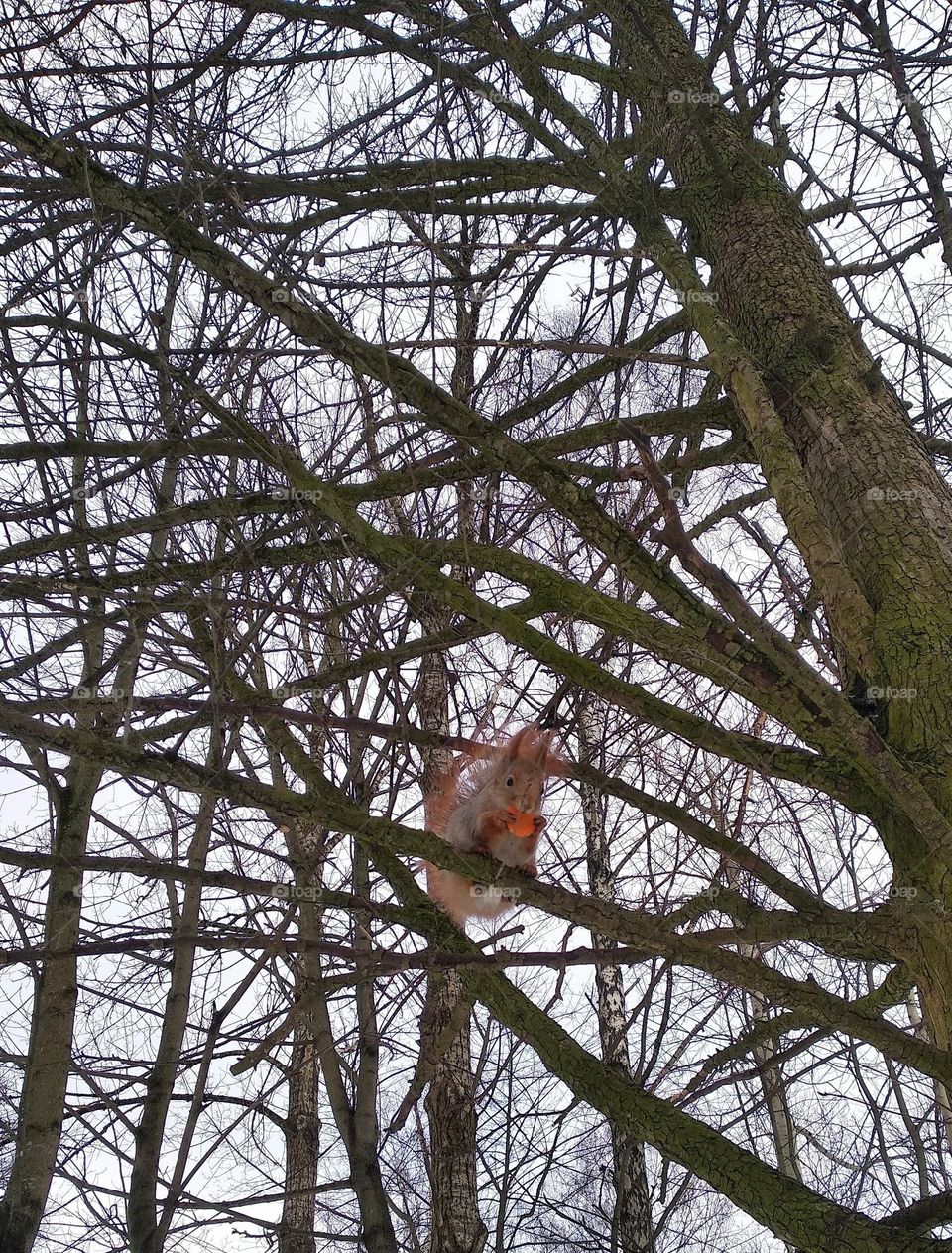 squirrel eating carrot, mobile photography