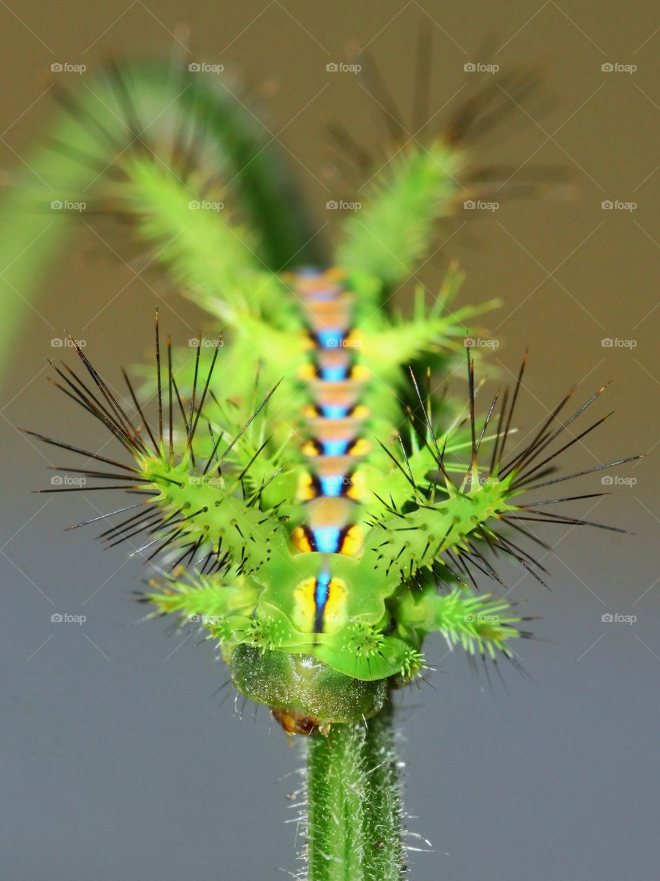 Poisonous Caterpillar