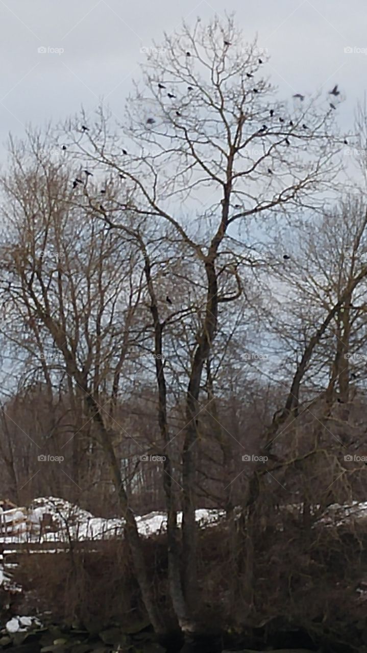 Winter bird tree