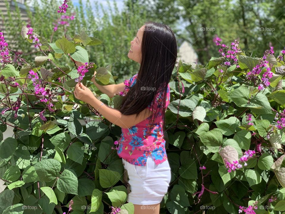 Pick hyacinth bean pods 