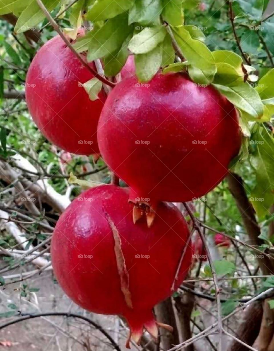 Beautiful fresh fruit pomegranate on tree.