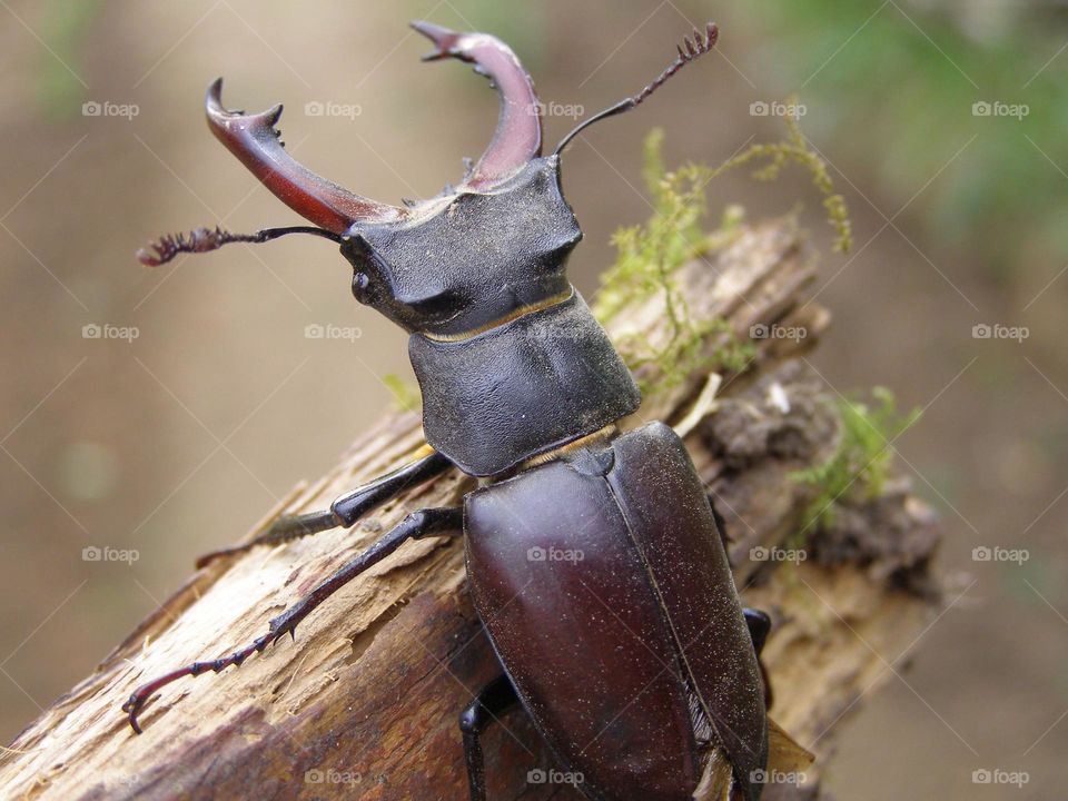 Stag beetle top view close up