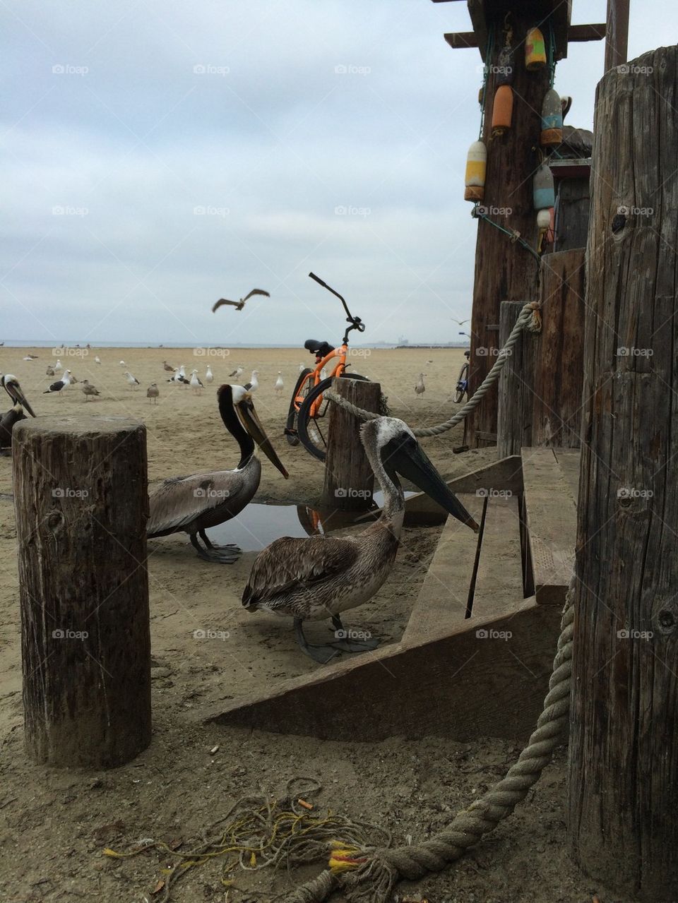 Pelicans waiting for breakfast