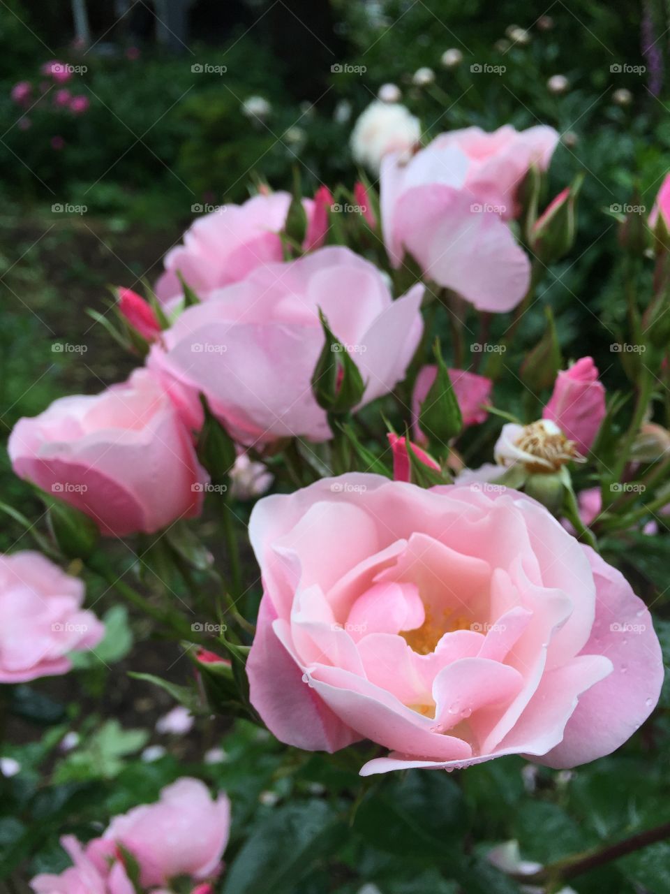 Garden Roses