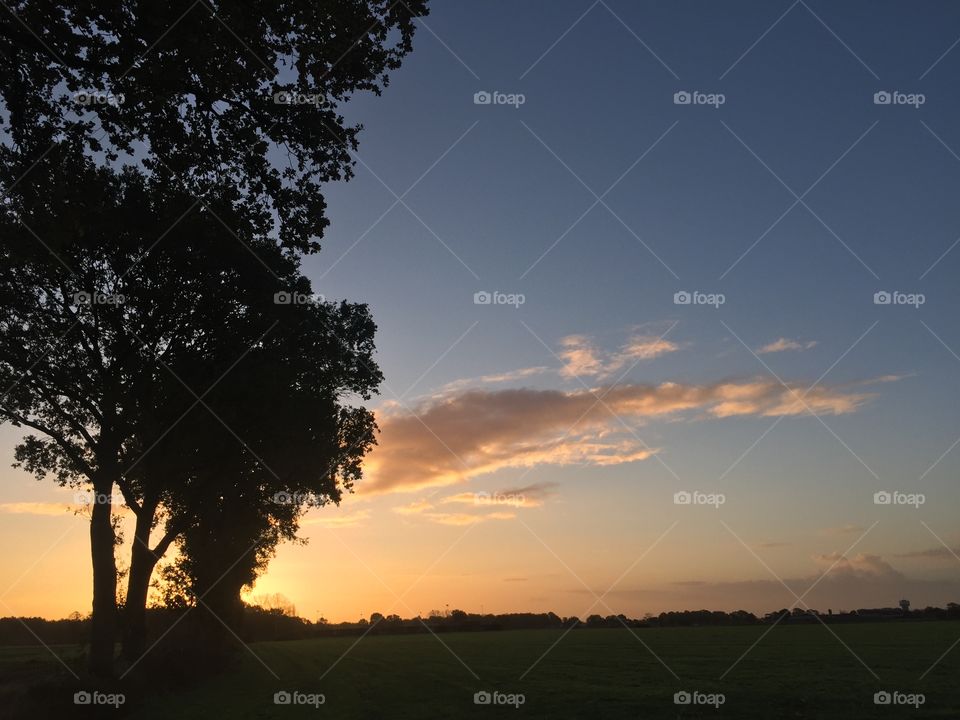 Tree silhouettes against a golden sunrise