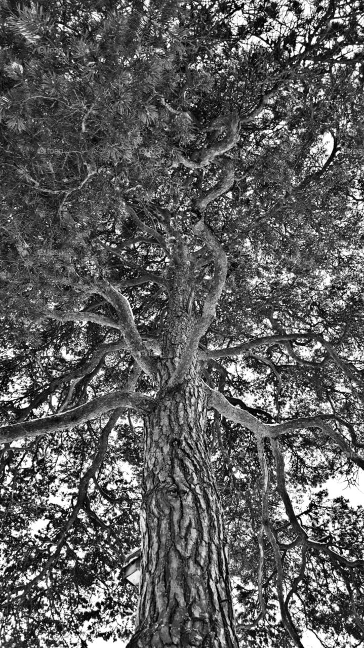 Black and White Tree