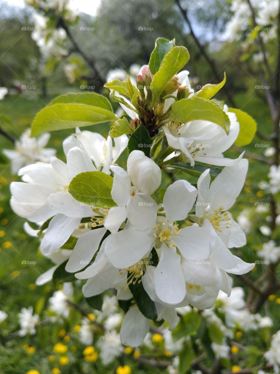 Apple tree flowers