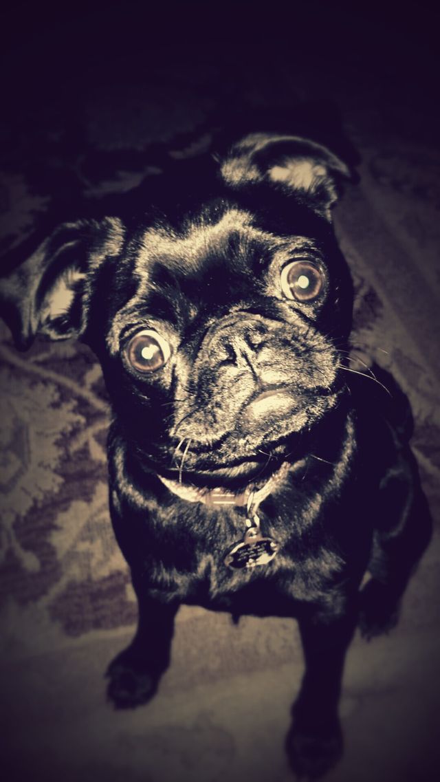 Curious Pug 
