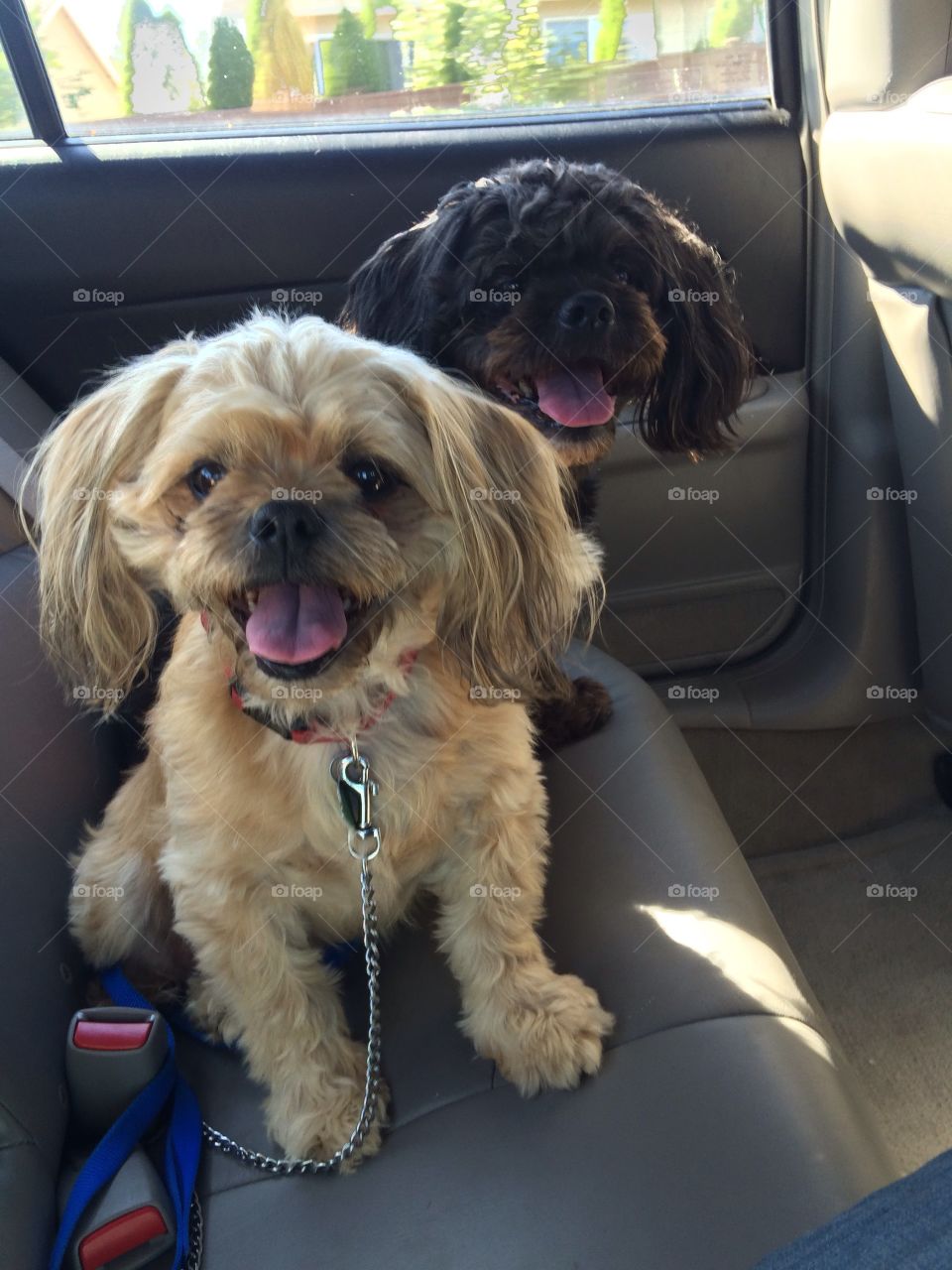 These two dogs are all smiles for a car ride!
