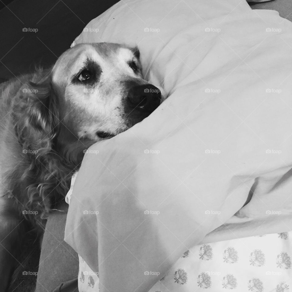 Dog, Portrait, Canine, Monochrome, Bed