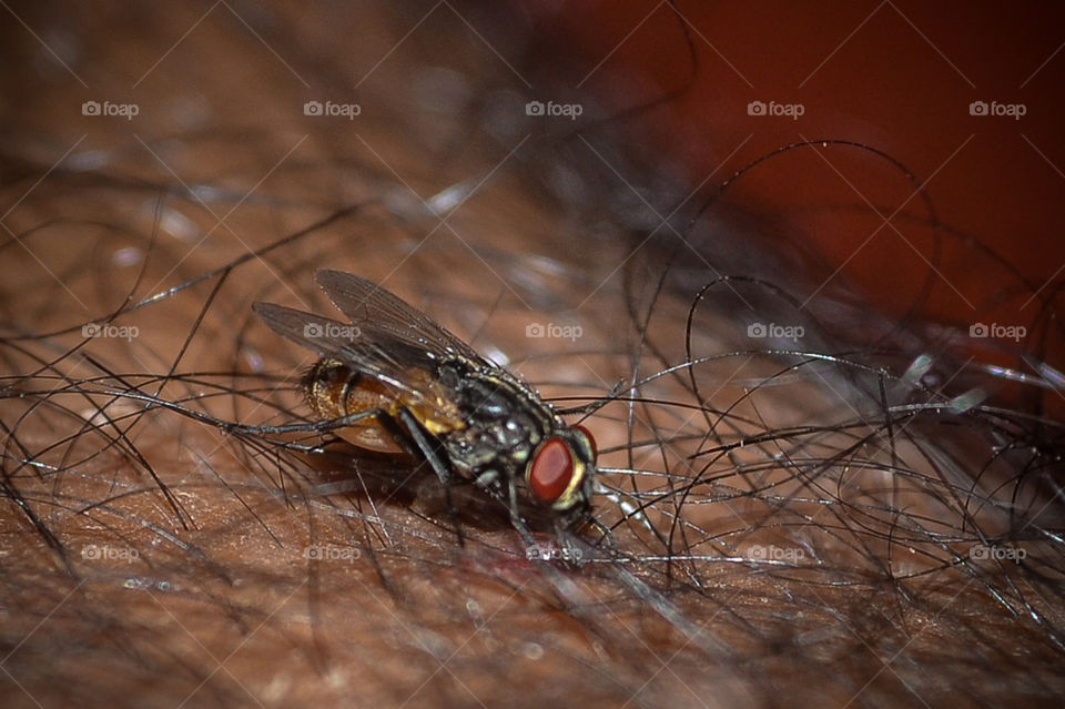 Indian housefly hidden behind the hairs...