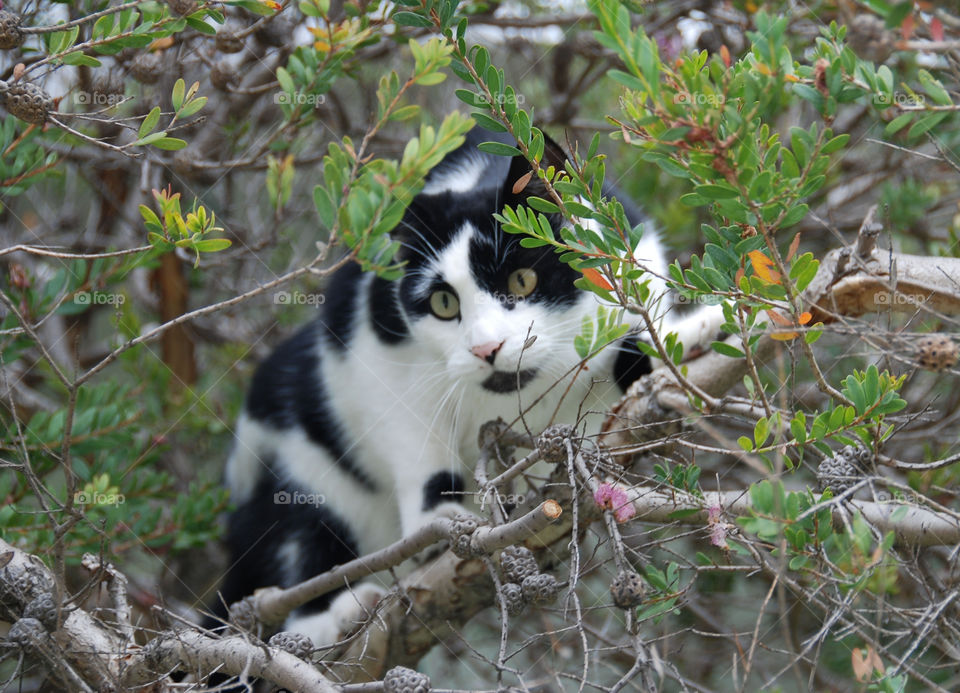 tree cat hiding prowl by wme