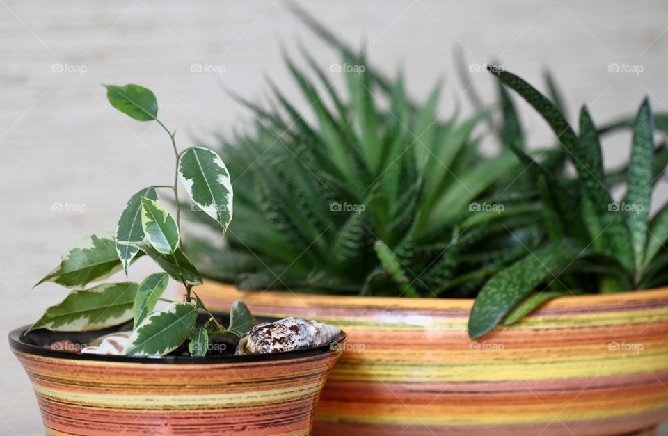 Houseplant on table