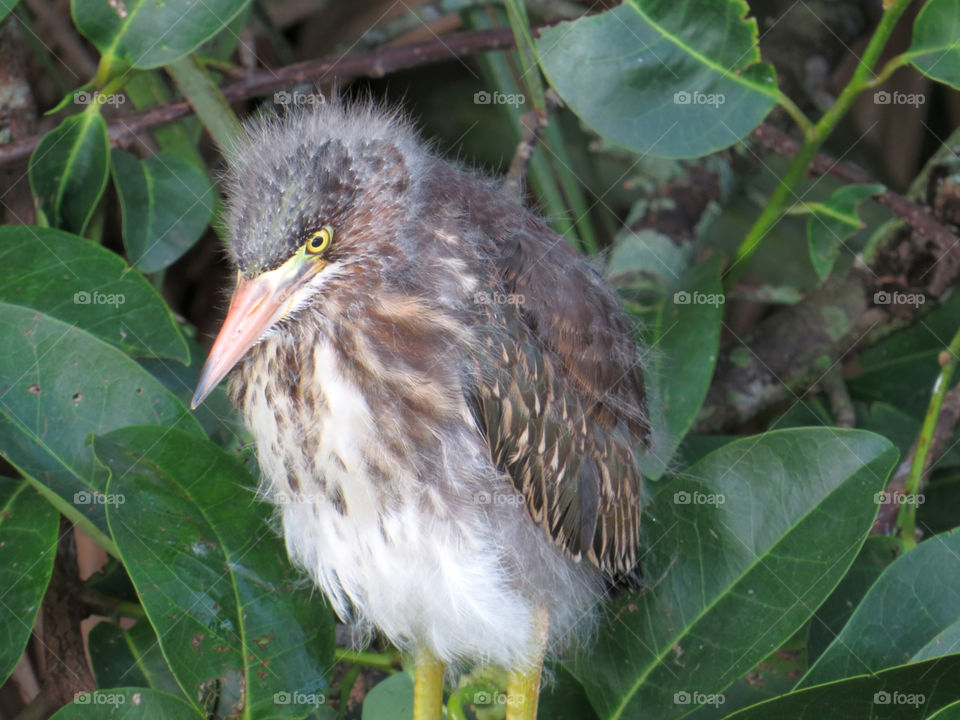 Immature Fuzzy Green Heron