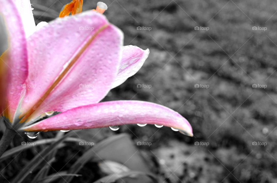 Pink Lilies - Spot color