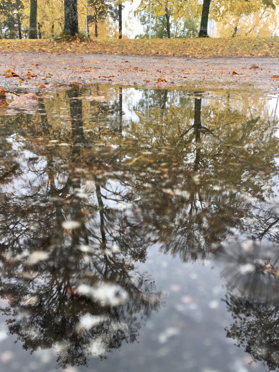 Reflection of the trees