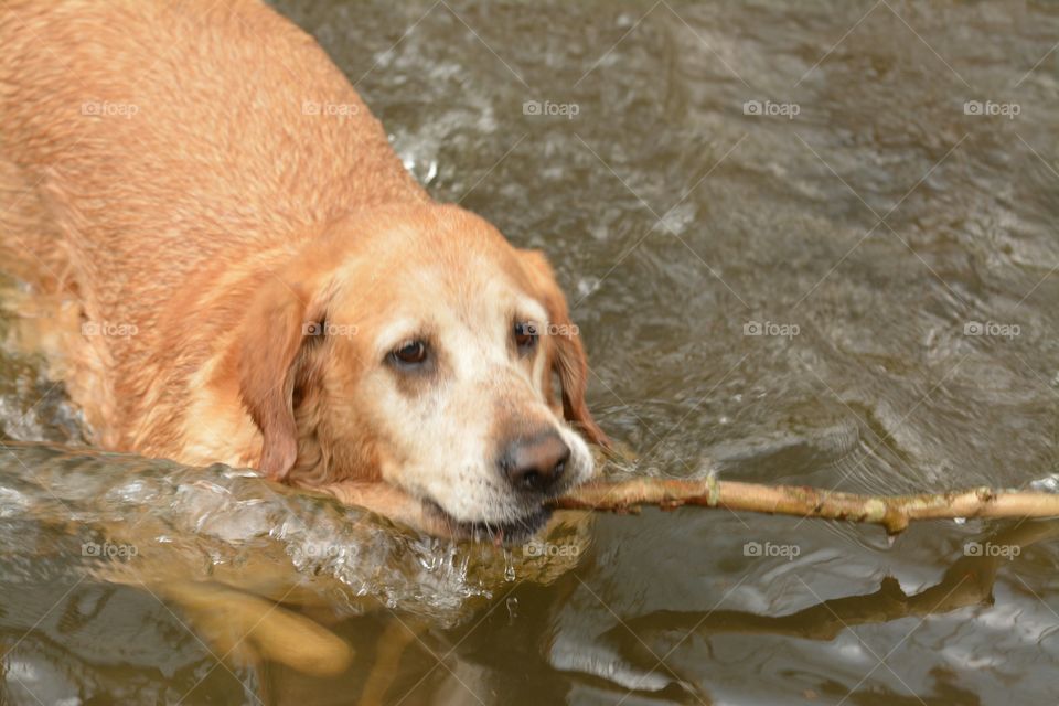 Dog carrying stick in River. Buddy carrying stick in River