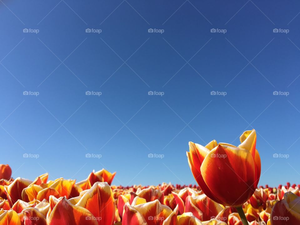 Reach towards the sun tulip