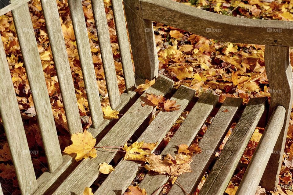 Autumn Bench