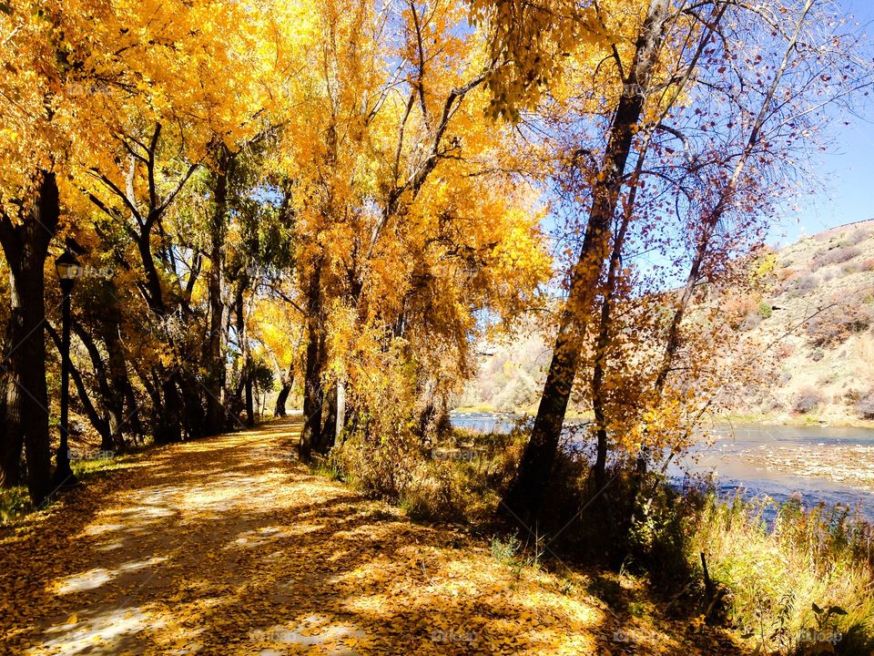 Footpath with autumn trees