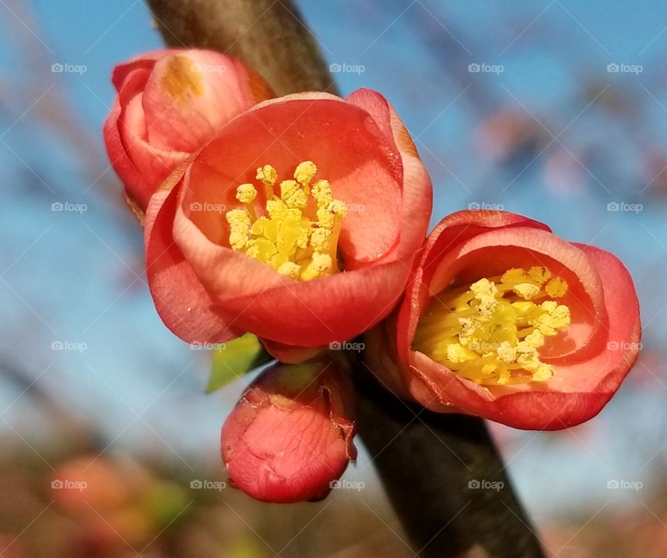 Spring blossoms close up