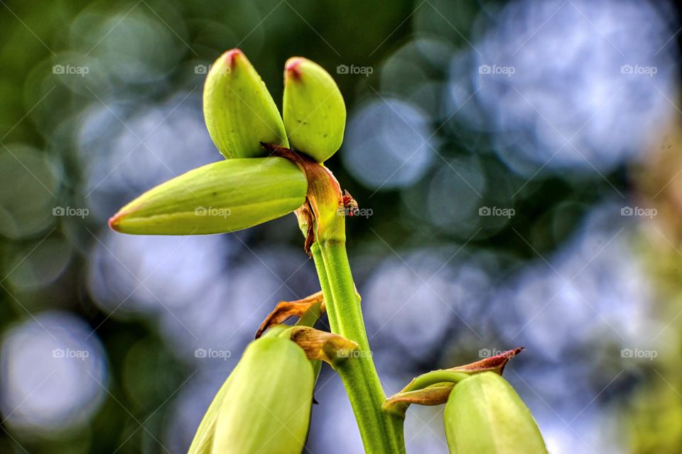 bird flower