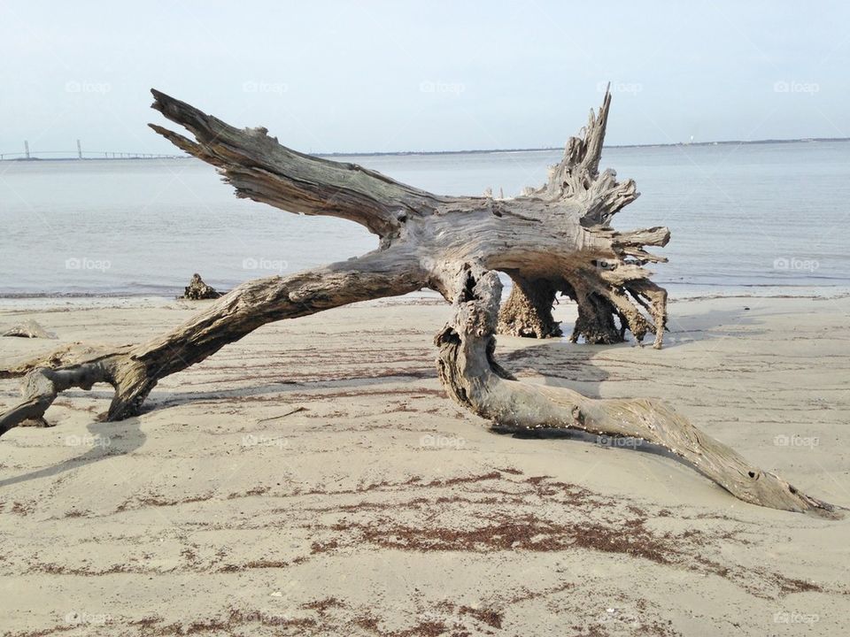 Driftwood at beach