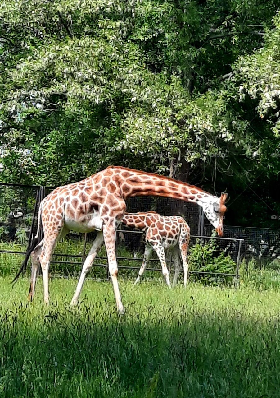 giraffe and her offspring