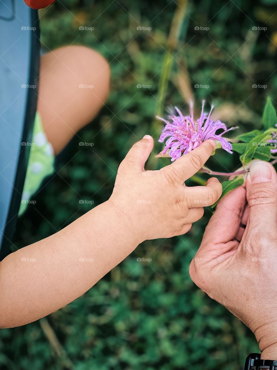 Father showing baby flower, experience nature with our children, father takes baby into nature, nurturing the love for nature in children, father’s hand giving child a flower 