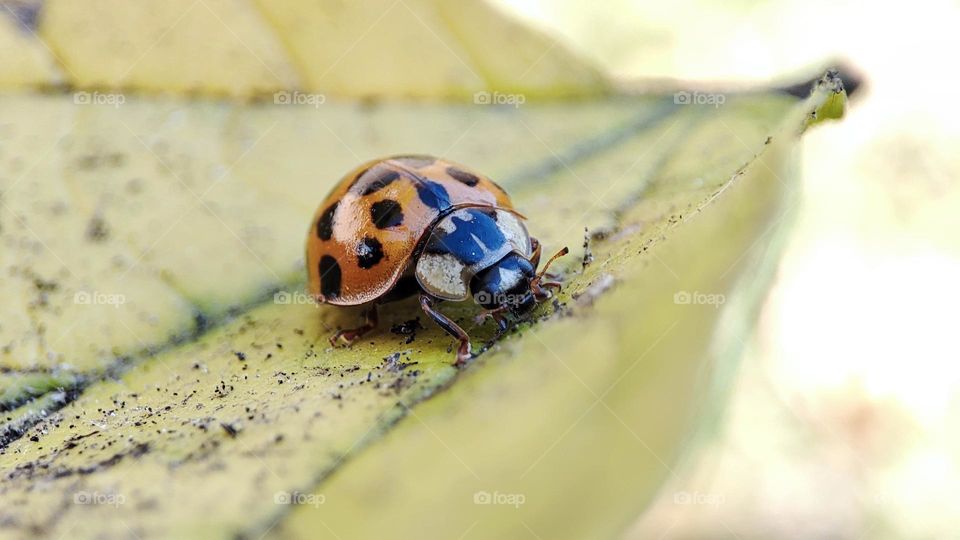 Lady bug