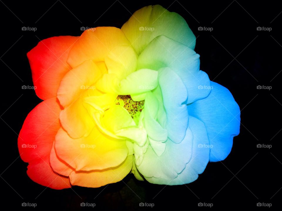 Rainbow rose