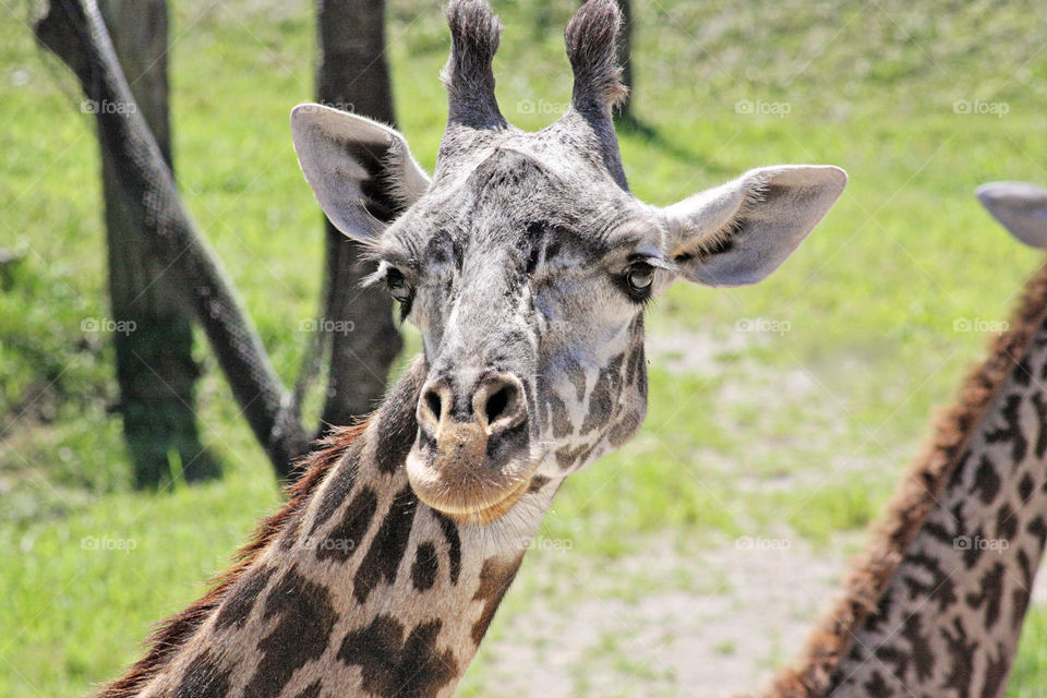 Giraffe