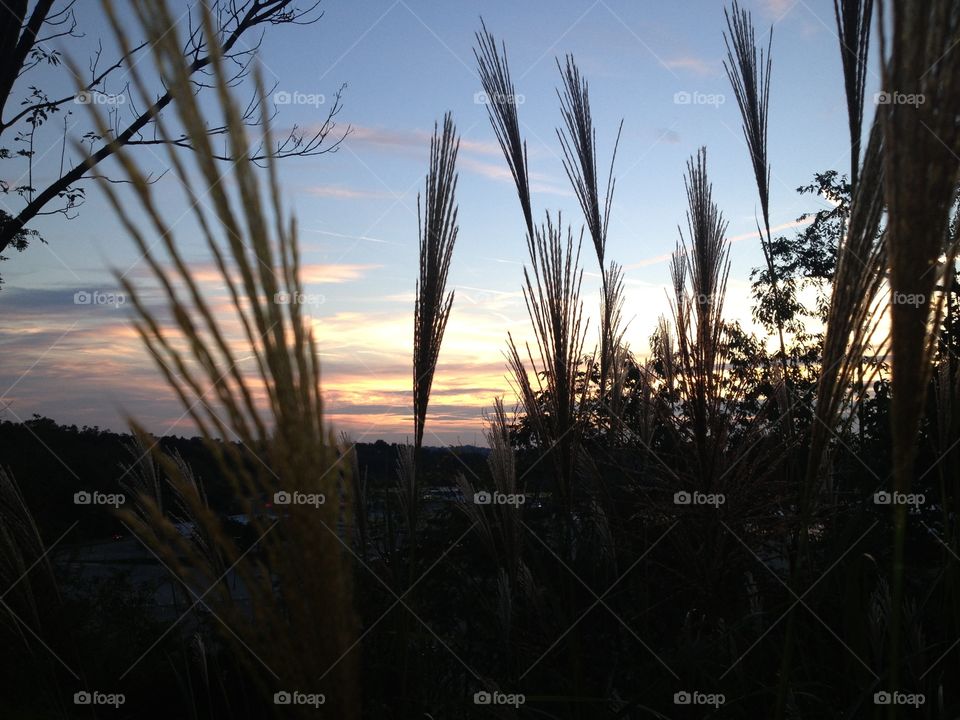 Grasses and sky