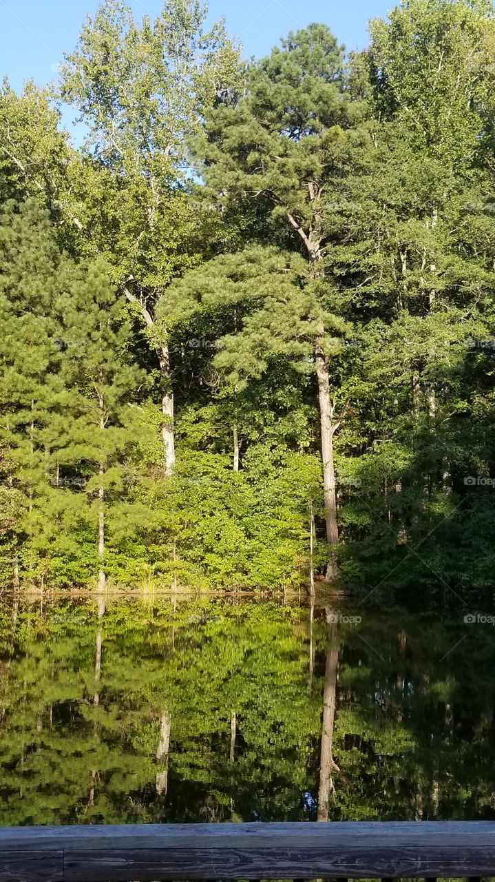 trees on a pond