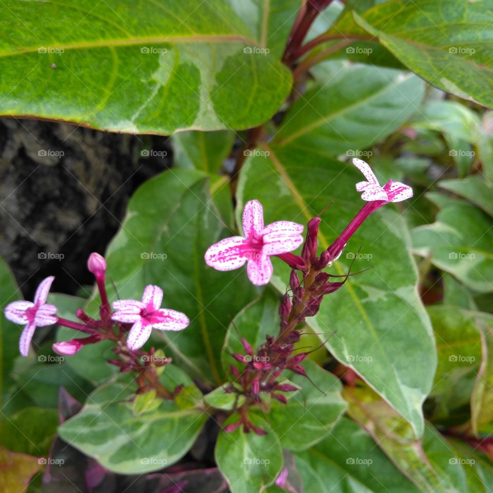 Purple flower on the park