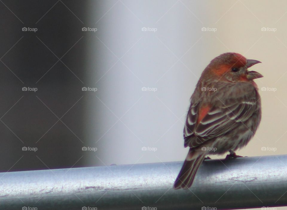 Baby house finch perched on chain link fence in Pennsylvania 