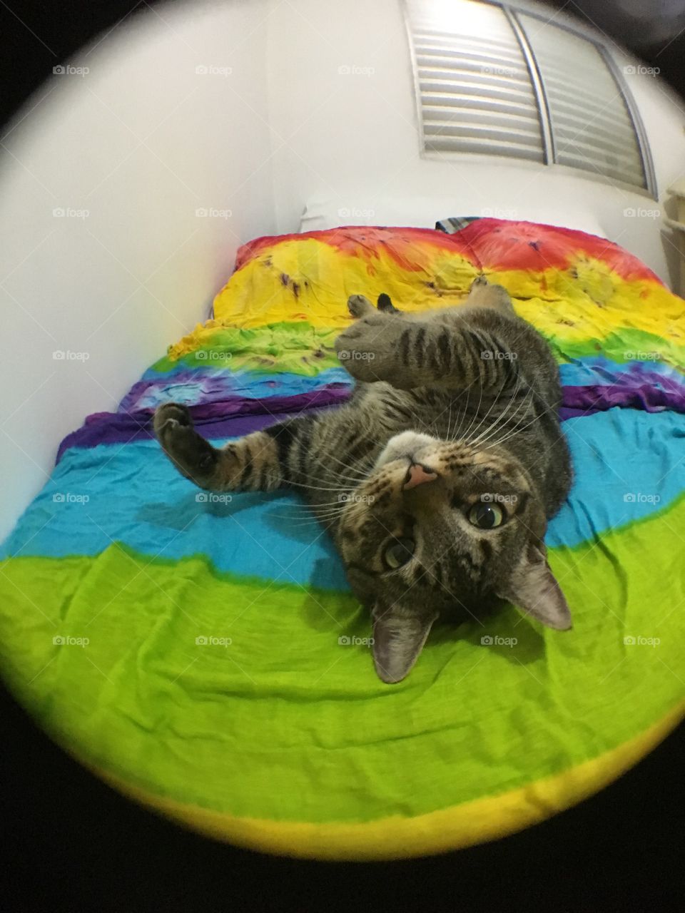 my cat
berilocatpeste 