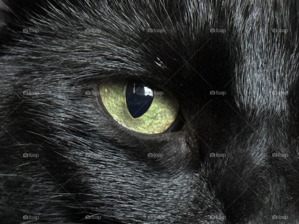 Eye of black cat