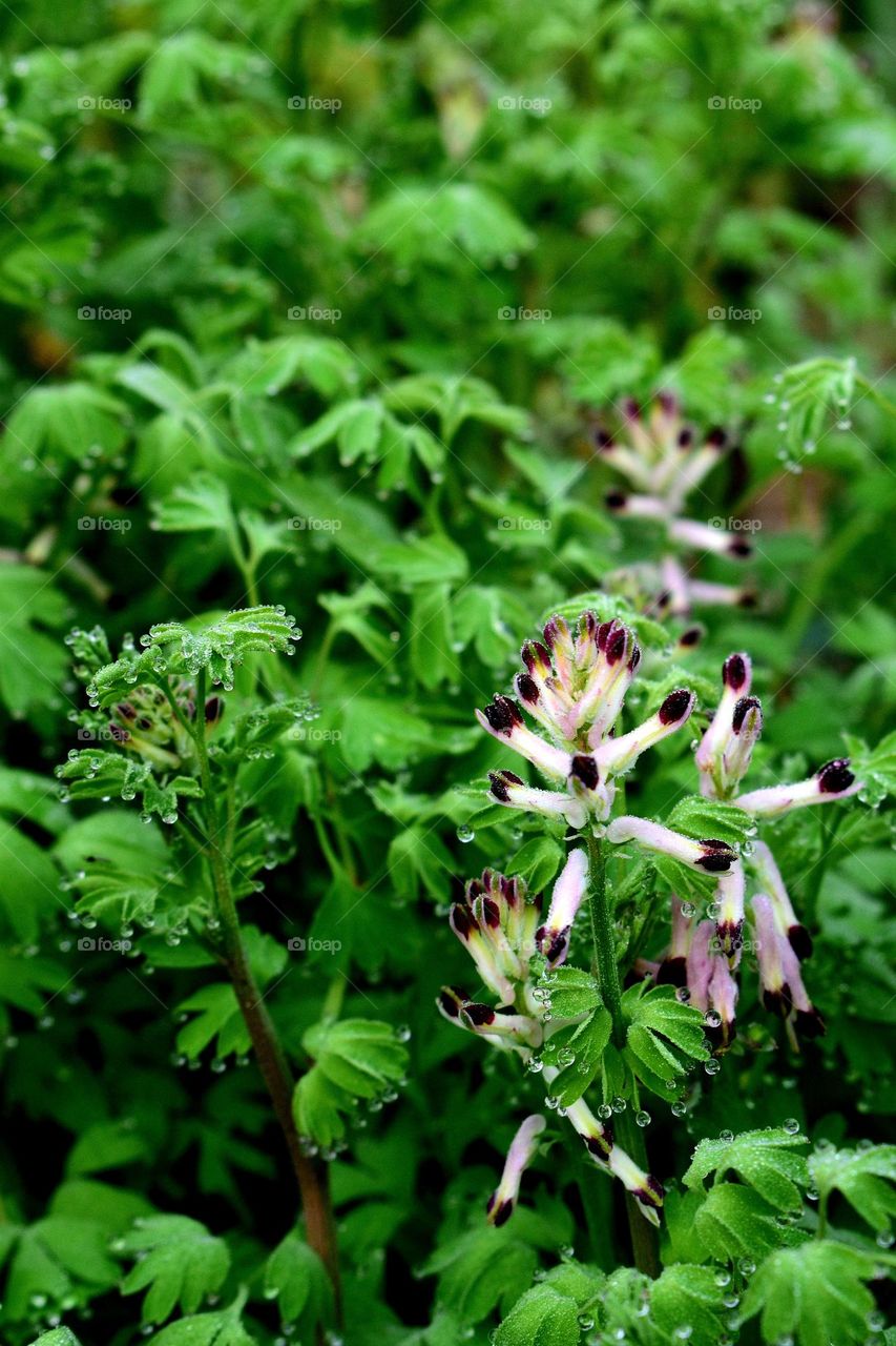 wild plants