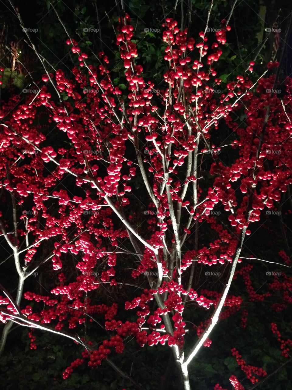 Winterberry bright 