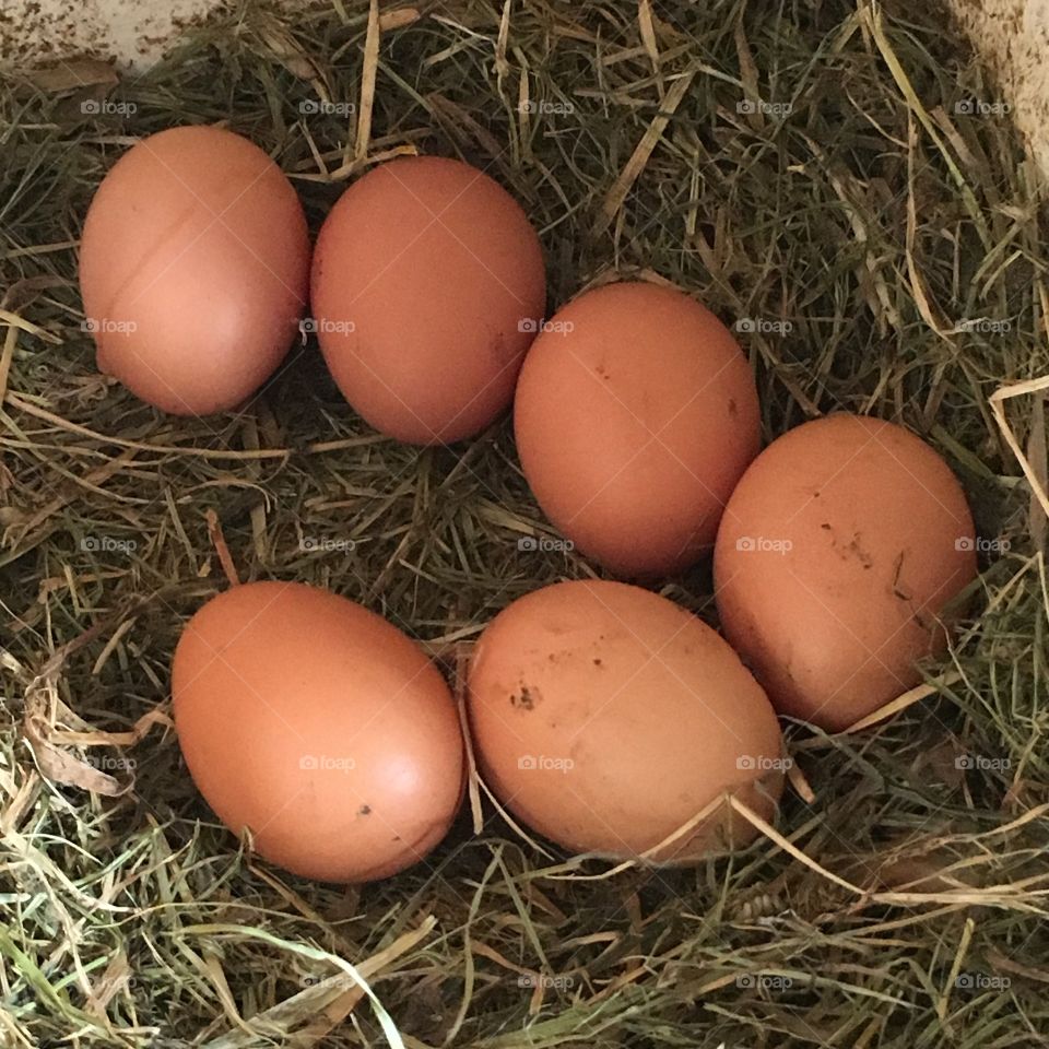 Farm eggs 