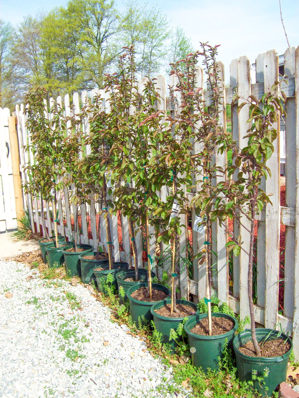 row of trees in pots