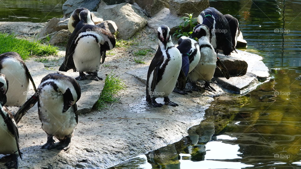 Black-footed Penguins.