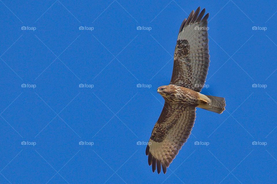 Poiana, Buteo buteo